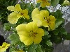 Gilroy Young Plants: Viola F1  'Lemon Yellow' 
