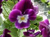 Gilroy Young Plants: Viola F1  'Purple Bright Face' 