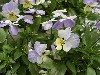 Gilroy Young Plants: Viola F1  '' Blueberry  
