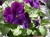 Gilroy Young Plants: Viola F1  'Skippy Purple Bicolor' 