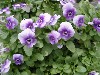 Gilroy Young Plants: Viola F1  '' Pastel Blue