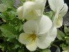 Gilroy Young Plants: Viola F1  '' White  