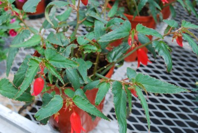 Bonfire Begonia boliviensis Scarlet 