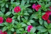 MiniFamous Calibrachoa cultivars MiniDouble Magenta 