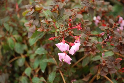  Centradenia Blushing Cascade 