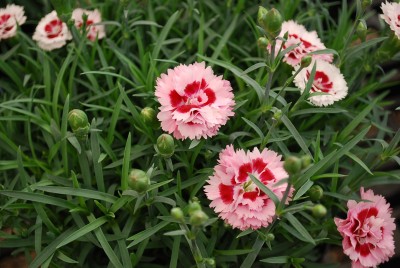  Dianthus Raspberry Surprise 