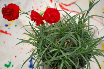 Scent First Dianthus Passion 