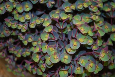  Euphorbia Blackbird 