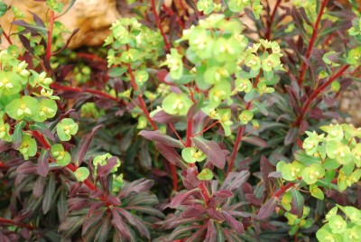  Euphorbia Ruby Glow 