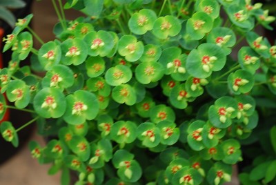  Euphorbia Tiny Tim 