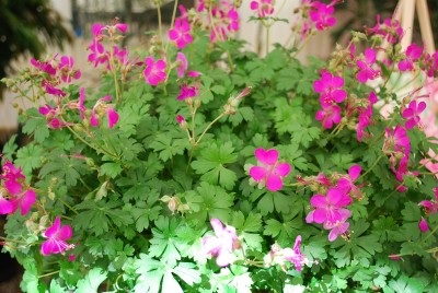  Geranium Crystal Rose 