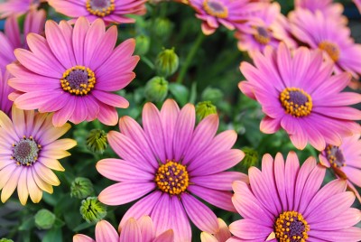 Zion Osteospermum ecklonis Copper Amethyst 