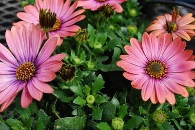 Zion Osteospermum ecklonis Plum 