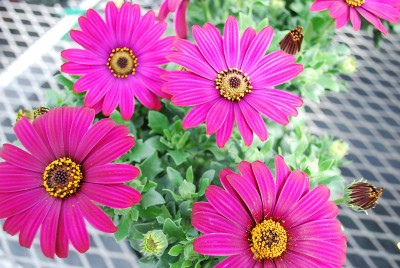 Zion Osteospermum ecklonis Red Copper 