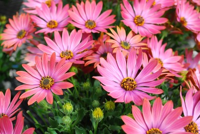 Zion Osteospermum ecklonis Shadow Red 
