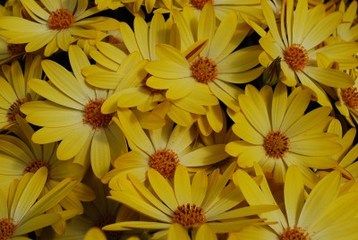 Zion Osteospermum ecklonis Yellow and White 