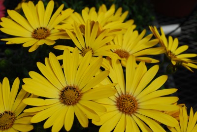 Zion Osteospermum ecklonis Yellow 