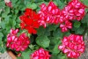 Royal Pelargonium peltatum Candy Red 