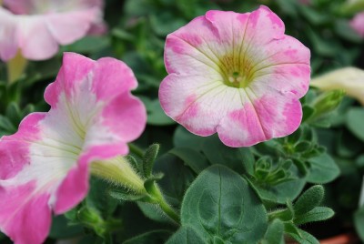 Charming Petunia cultivars Pink Morn 
