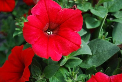 Fame Petunia cultivars Fire 