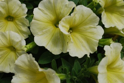 Fame Petunia cultivars Yellow 