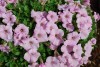 Surfinia Petunia Patio Chiffon 