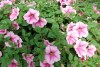 Surfinia Petunia Patio Coral Pink 