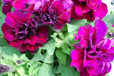 SweetSunshine Petunia cultivars Burgundy 
