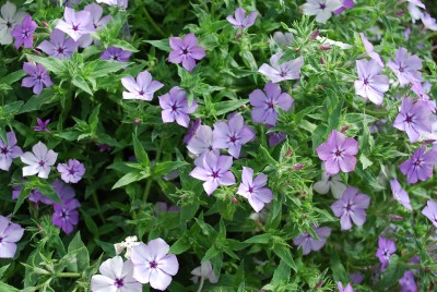 Astoria Phlox Lavender 