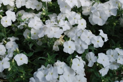 Astoria Phlox White 