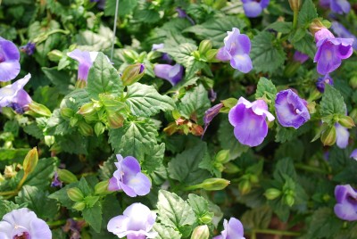 Summer Wave Torenia Large Blue 