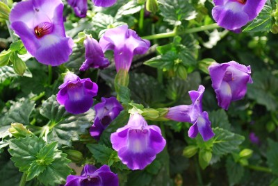 Summer Wave Torenia Large Violet 