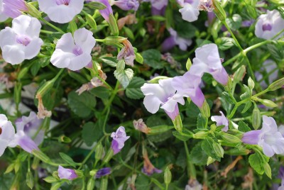 Summer Wave Torenia Silver 