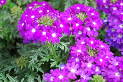 Lascar Verbena cultivars Dark Violet & Eye 