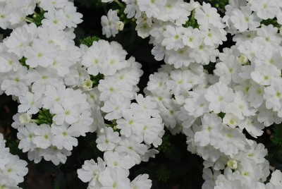 Lascar Verbena cultivars White 