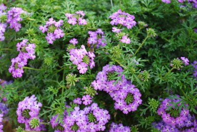 Tapien Verbena Lilac 