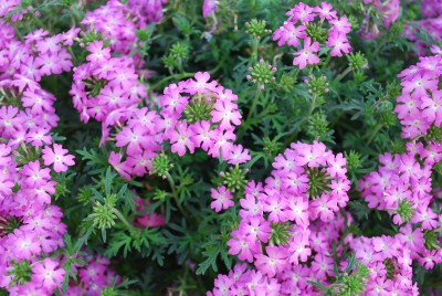 Tapien Verbena Plum Frost 