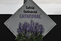 Cathedral® Salvia farinacea  -- 