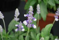 Cathedral® Salvia farinacea Shining Sea -- 