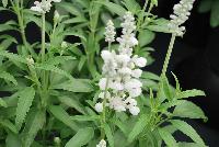 Cathedral® Salvia farinacea White -- 
