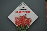 Grandstand® Salvia splendens  -- 