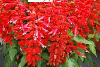 Grandstand® Salvia splendens Red Lipstick Pink -- 