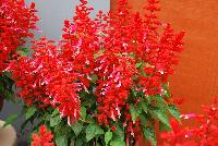 Grandstand® Salvia splendens Red Lipstick Pink -- 