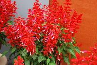 Grandstand® Salvia splendens Red Lipstick Pink -- 