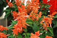 Grandstand® Salvia splendens Salmon -- New in 2016.