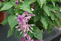 Grandstand® Salvia splendens Blue Bicolor -- New in 2016.