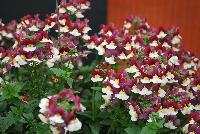 Momento™ Nemesia Burgundy Frost -- New in 2016.