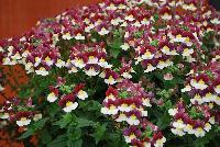 Momento™ Nemesia Burgundy Frost -- New in 2016.