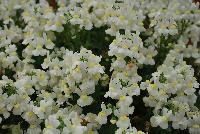 Momento™ Nemesia White -- New in 2016.