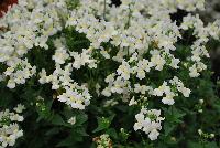 Momento™ Nemesia White -- New in 2016.